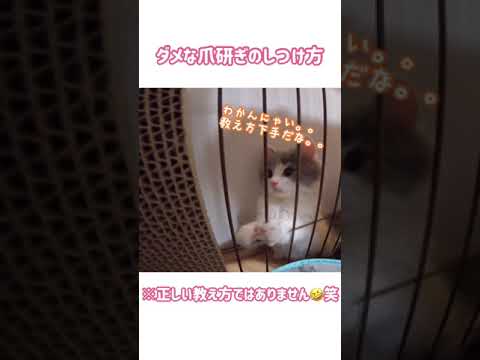 【#Shorts】ダメな爪研ぎのしつけ🙅‍♀️（サイベリアンの子猫）
