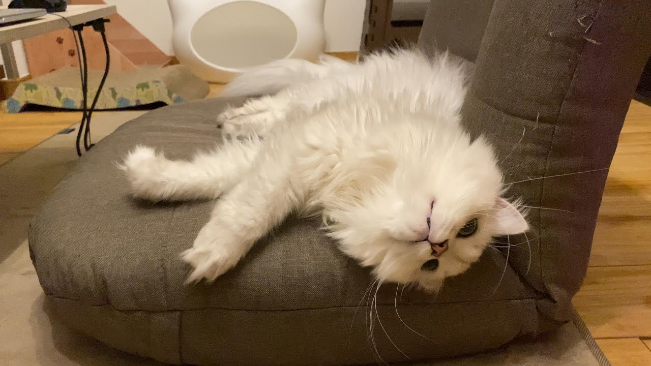 放心状態のペルシャ猫です。