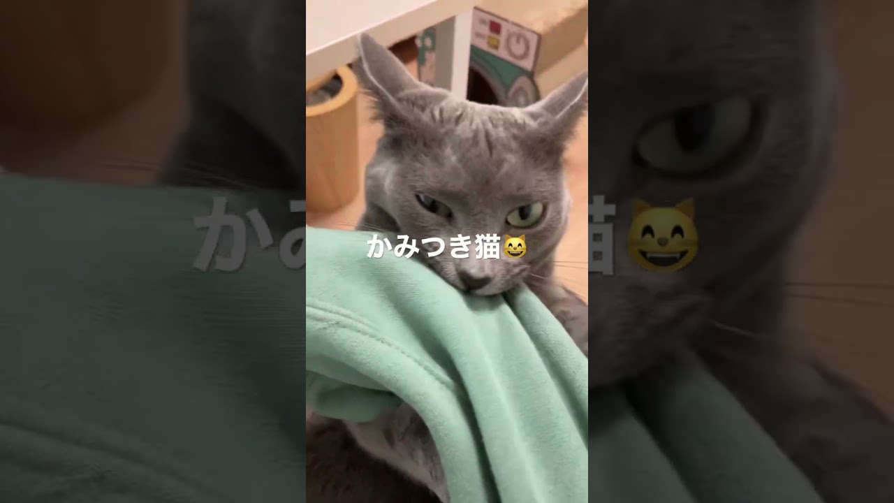 かみつき猫😸#catlover #cat #russianblue #ねこ #ロシアンブルー #猫のいる暮らし #かわいい #猫動画 #猫