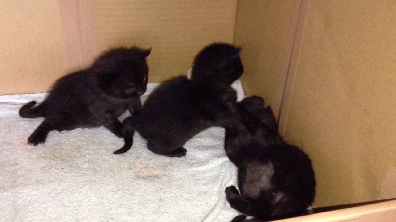 生後間もない猫★黒猫ボンベイ