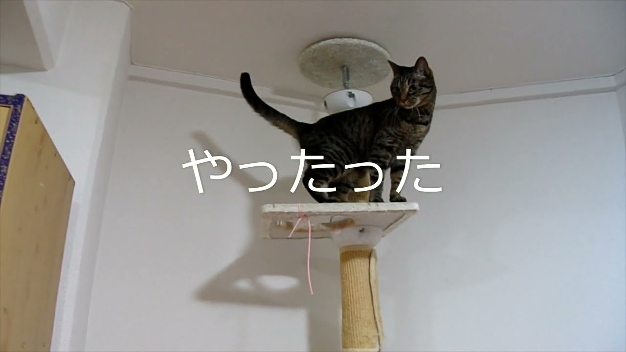 【猫パンチ】相変わらず昭和のノリの2ニャンです(;´∀｀)【日本猫のギンジとミーちゃん】