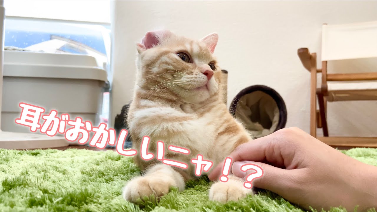 先輩猫との激しいバトルで、アメリカンカールになっちゃったアメショー！w