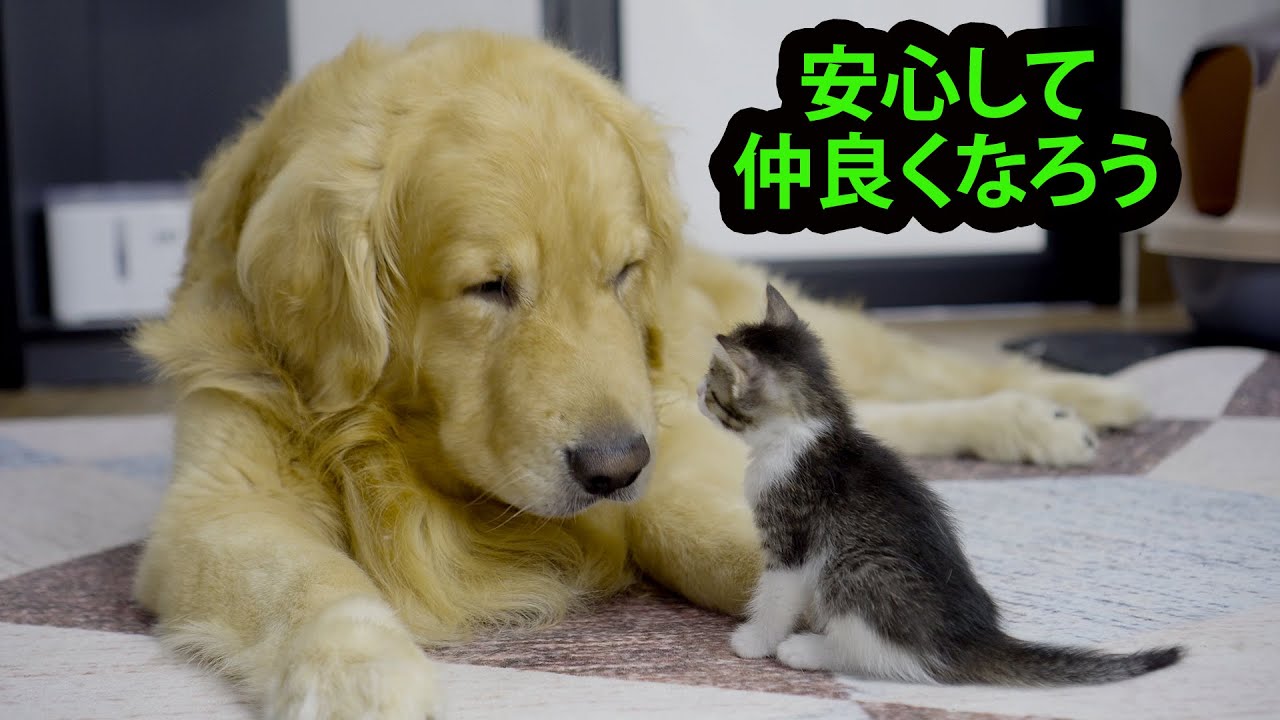 数分で子猫と仲良くできたゴールデンレトリバー犬の秘密がこちらです。
