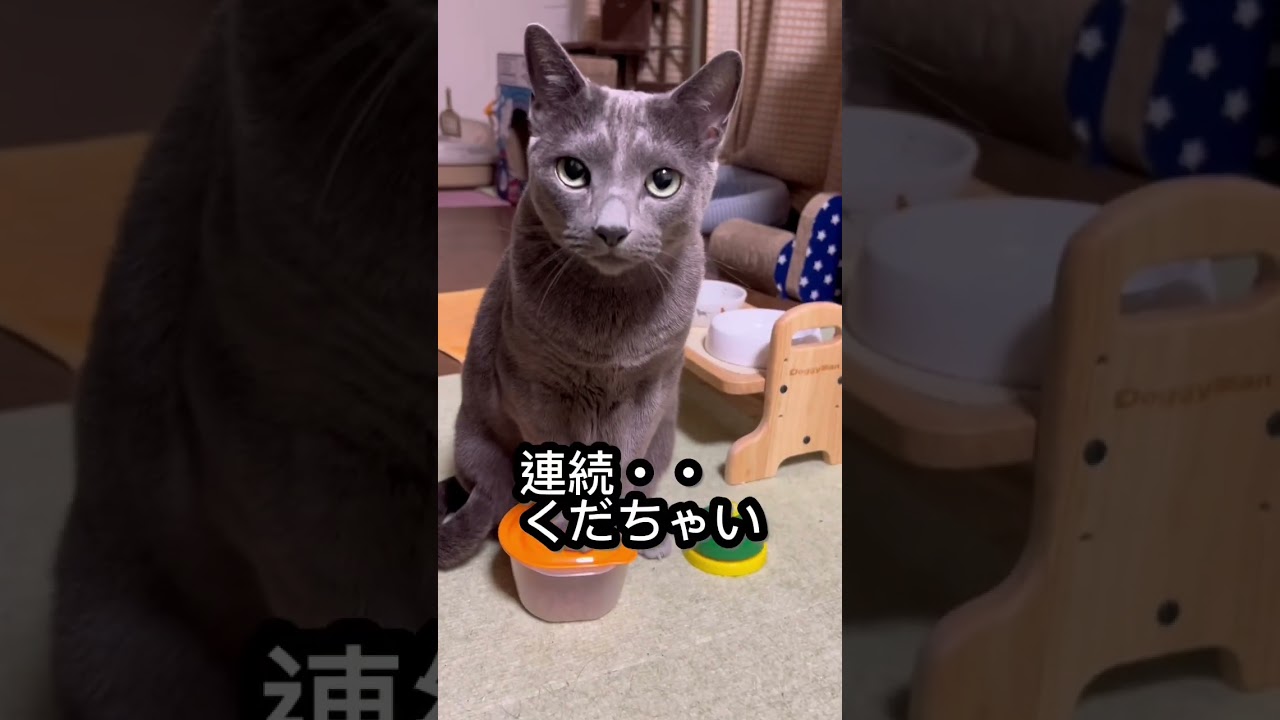【ロシアンブルー】めろんいつも通りのおねだり【猫】#shorts