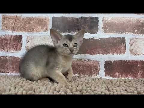 アビシニアン　4/2 ♂