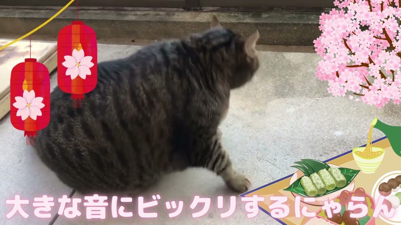 【ビックリ】大きな音にビックリするにゃらん。【日本猫のにゃらん】