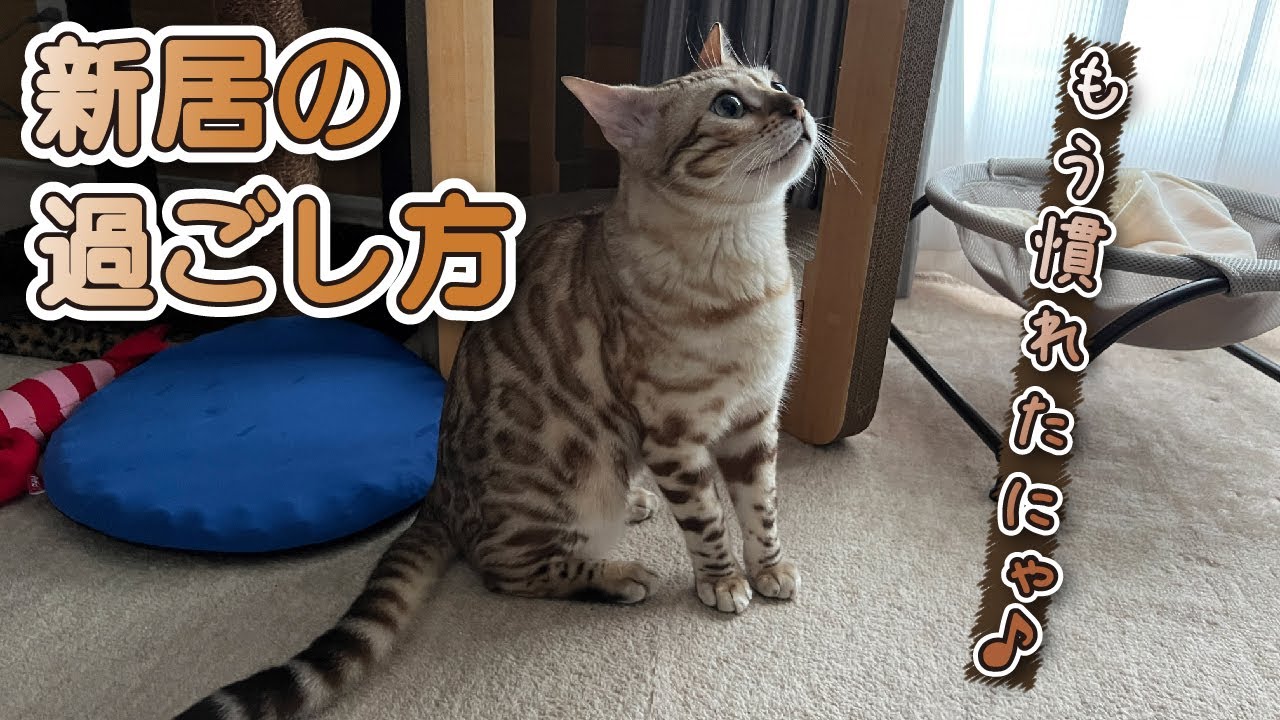 すっかり新居に慣れたベンガル猫の過ごし方 -How to spend a Bengal cat who is completely accustomed to a new house-