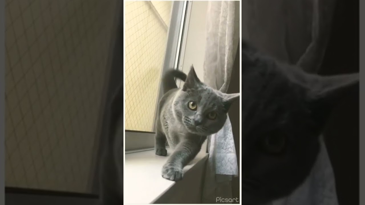 シャルトリュー 子猫