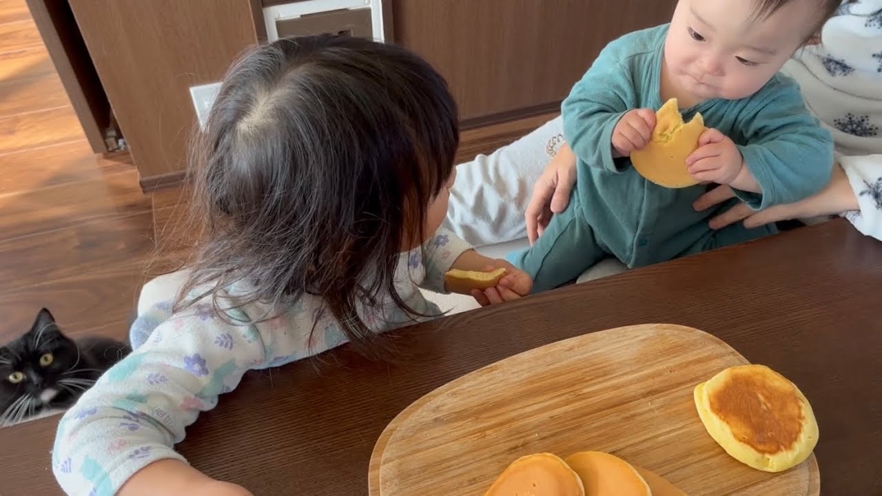 食欲旺盛赤ちゃんに負けずパンケーキを見つめる猫ラガマフィンcat staring at pancakes without losing to a baby with a strong appetite