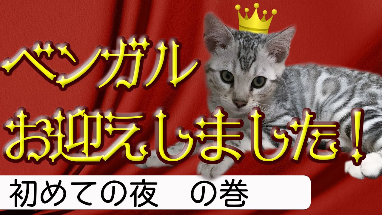 【キラキラ劇場】ベンガルお迎えしました！　_初めての夜　の巻