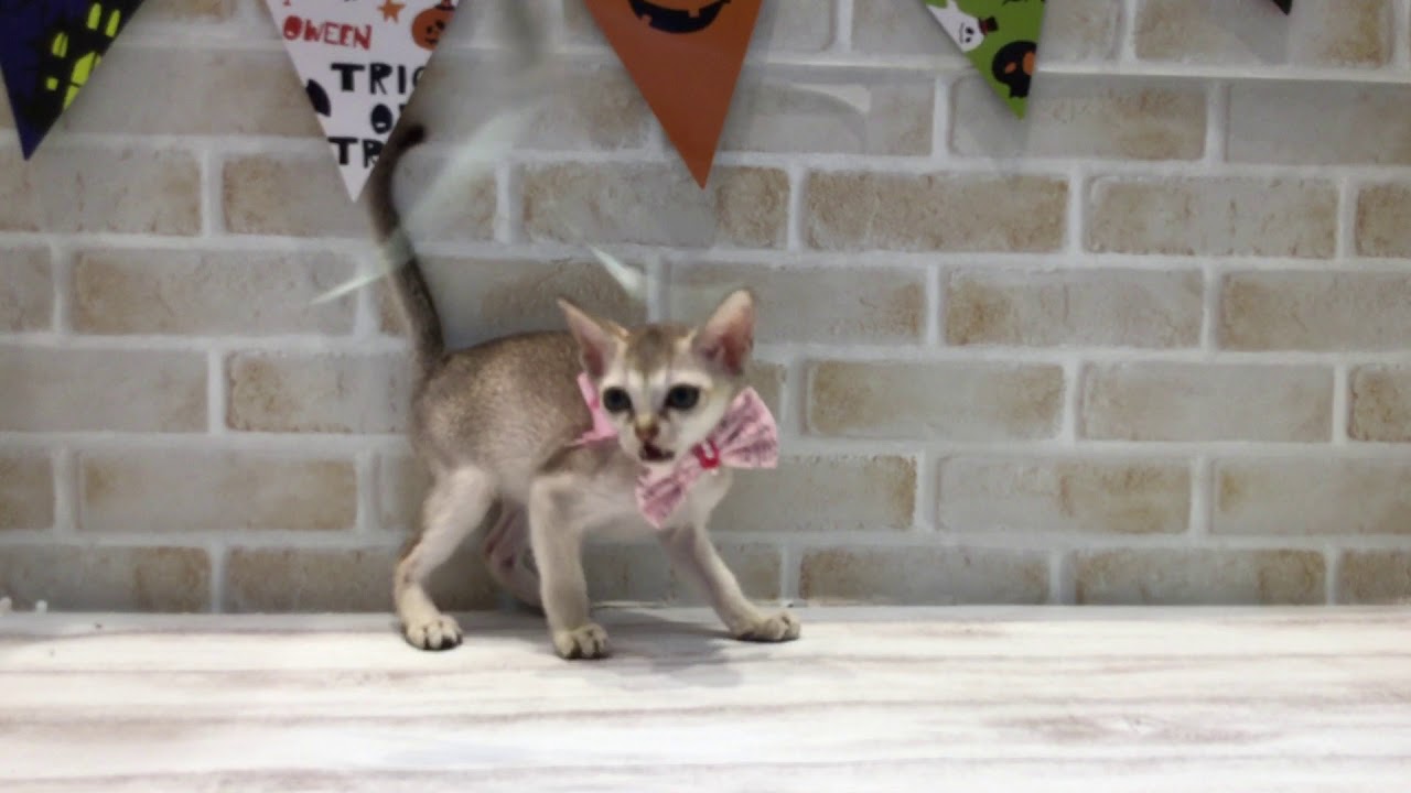 シンガプーラちゃん( *´艸｀)♡