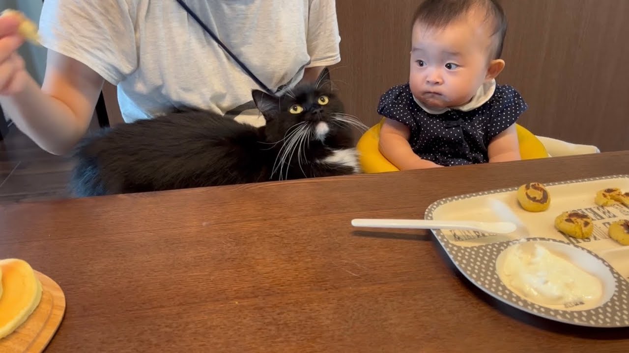 赤ちゃんのご飯を狙う猫　ラガマフィンA cat looking for baby food. Ragamuffin