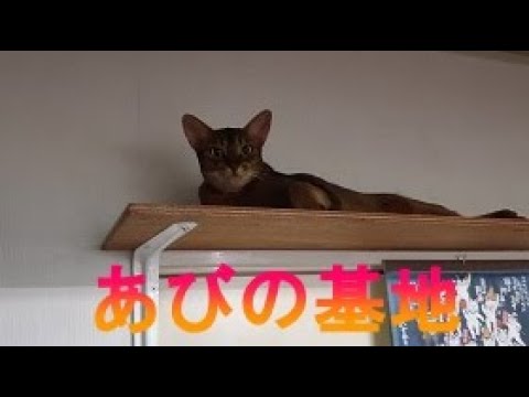 ネコ動画あび＃205　あび  あびの基地　アビシニアン　あび