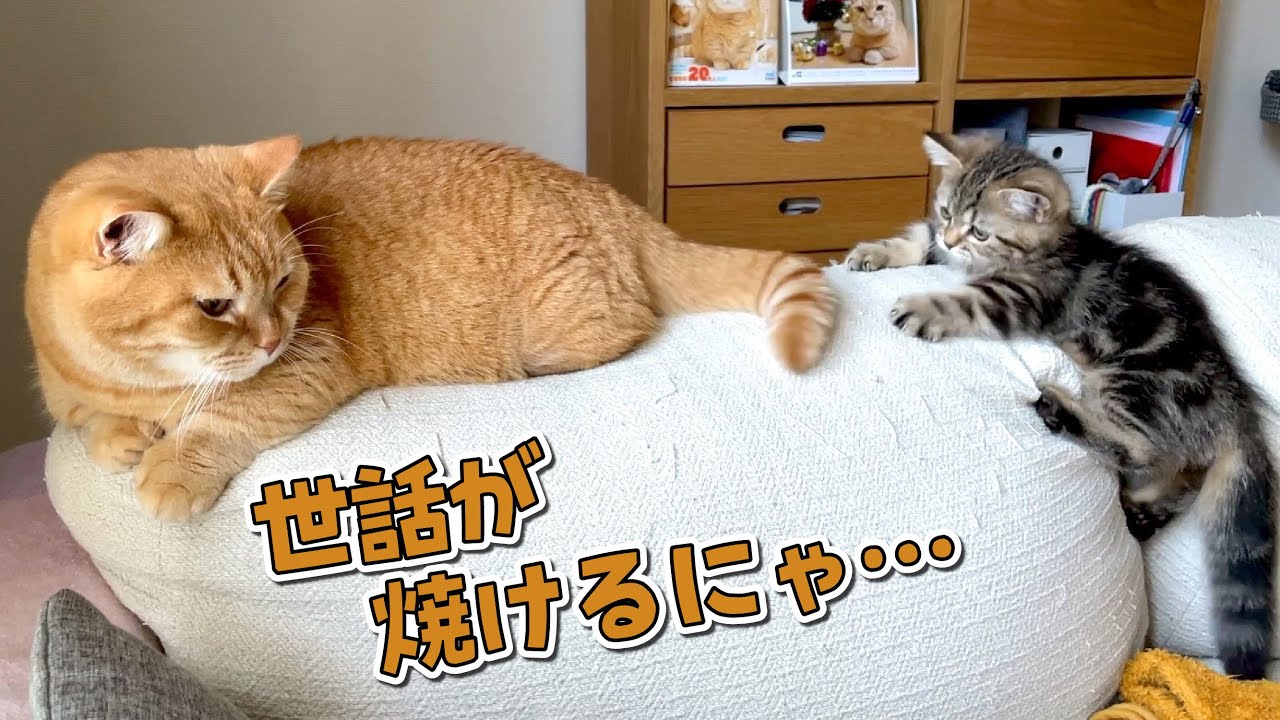 ふたりの距離が徐々に縮まってきました！【マンチカン】