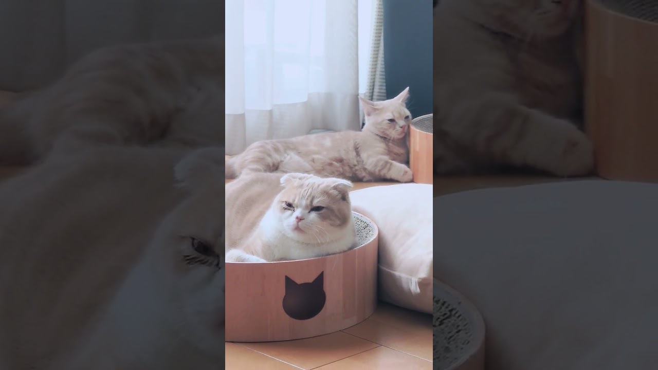 猫のシンクロヤバい😂 平和過ぎます😍 #スコティッシュフォールド #マンチカン短足 #仔猫