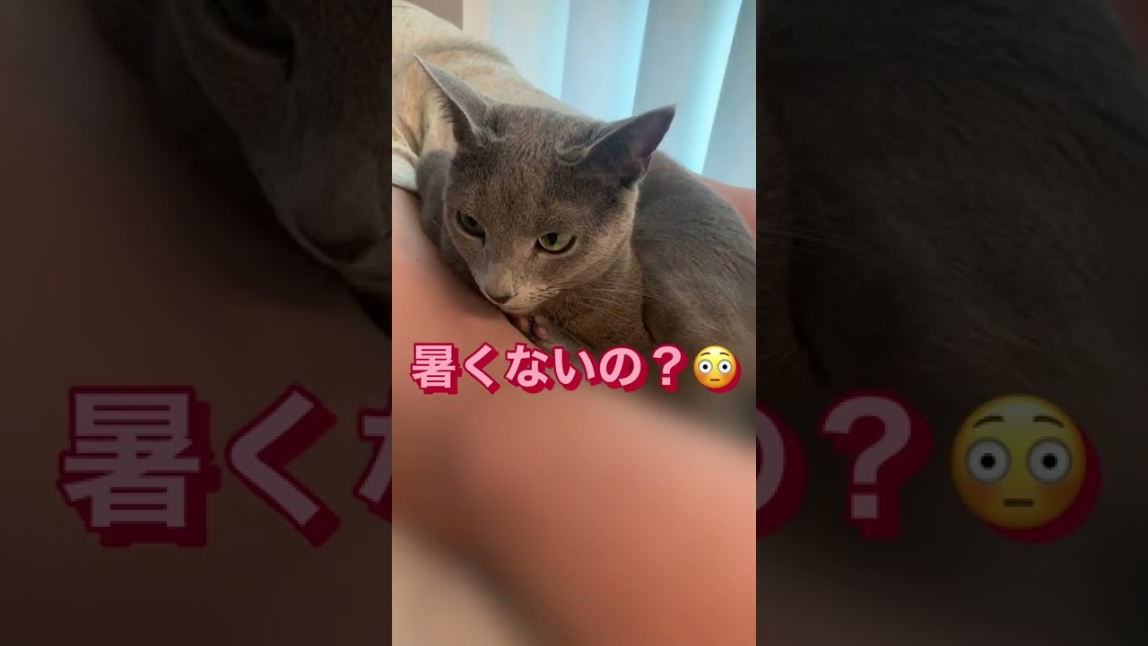 パパの足にはさまって寝る猫【ロシアンブルー】 #Shorts