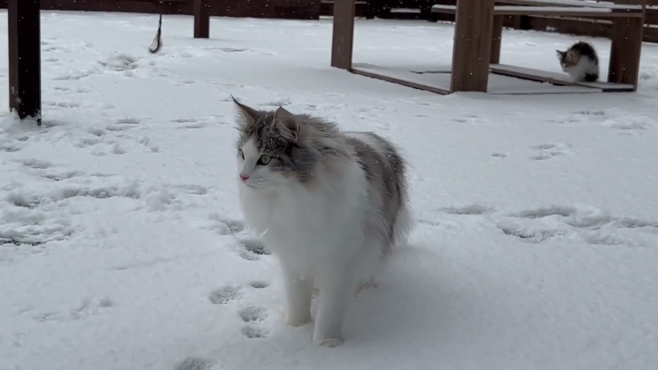 ひゃっほ〜！雪だ！！北欧の猫ノルウェージャンフォレストキャットたちがおおはしゃぎ！！