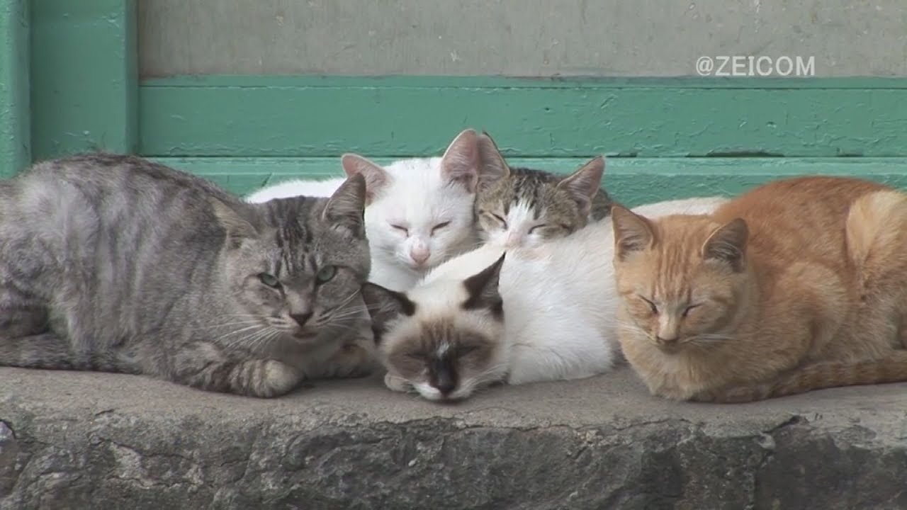 日本猫旅,大王崎-1日目 / Japan Cat Trip, Daiozaki-Day 1