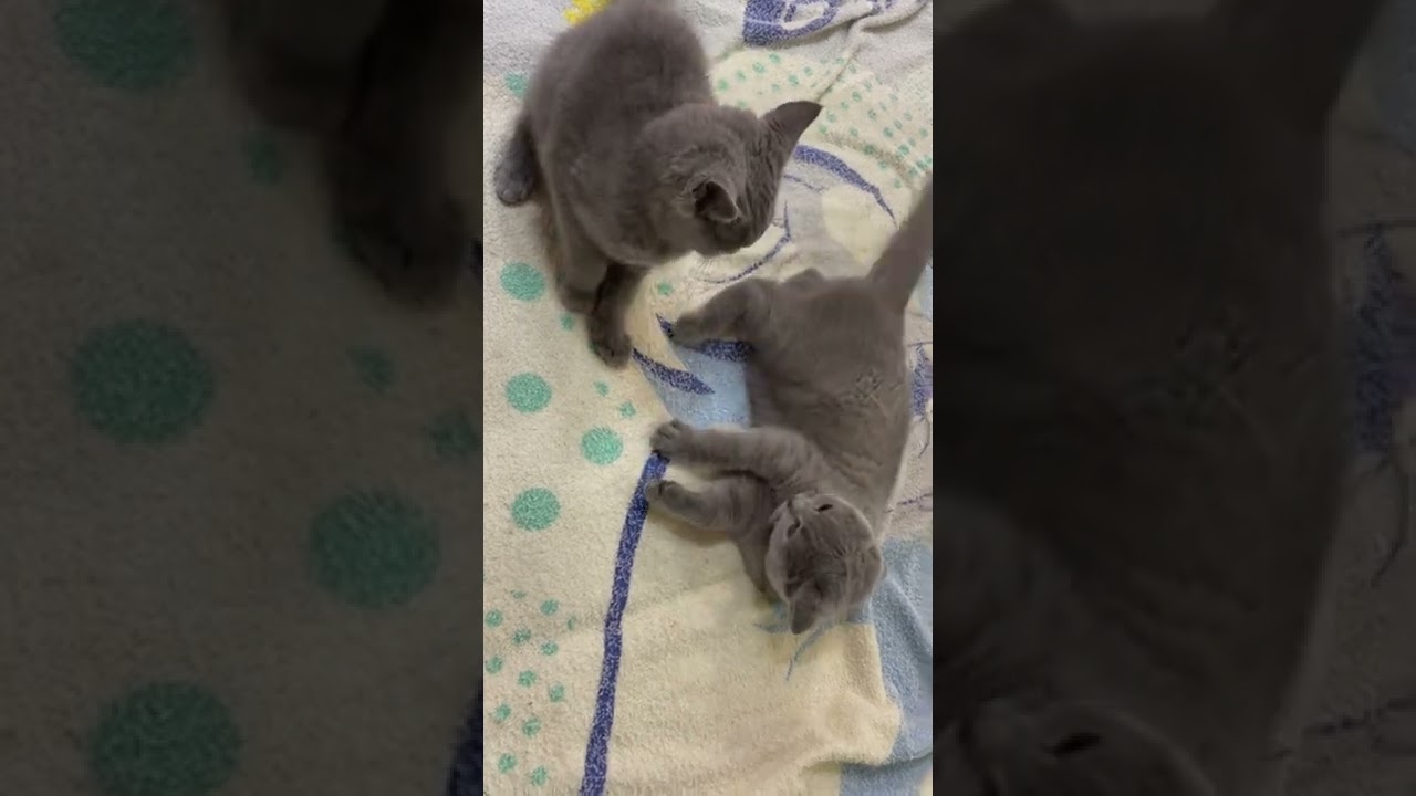 【戯れ合うシャルトリュー】#shorts