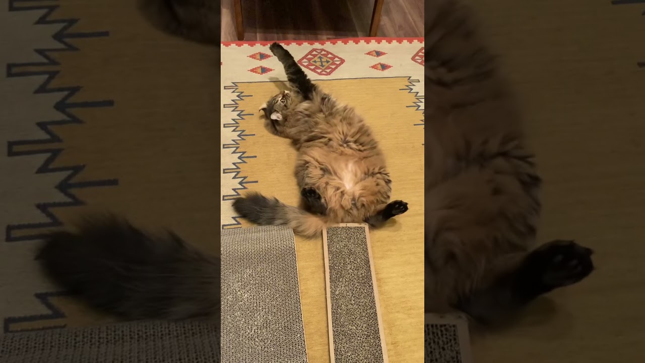 暇だよ〜❗️と、アピールするアメリカンカール