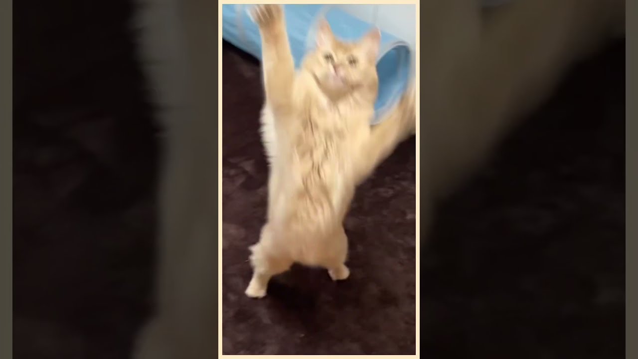 catch⭐︎キャッチ#shorts #cat #猫#ソマリ#キジトラ