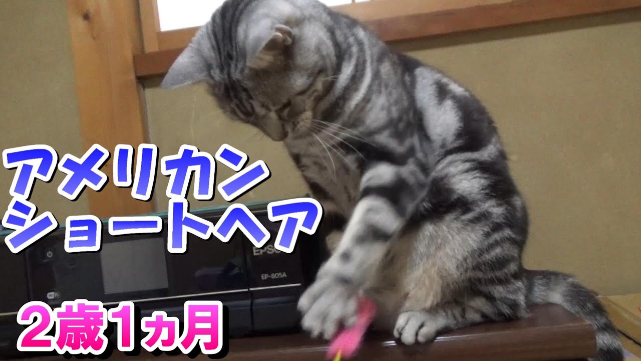 ２歳１ヵ月の様子（アメリカンショートヘア）