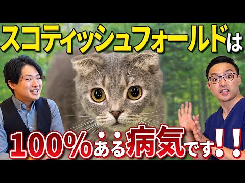 スコティッシュの飼い方について獣医とブリーダーが解説！〜少しでも快適に暮らしてもらおう〜