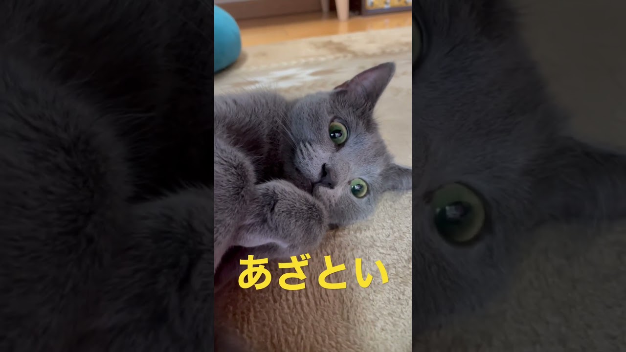あざとく可愛い猫（ロシアンブルー）#shorts