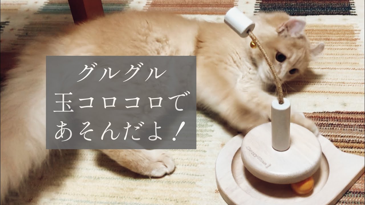 【アメリカンカール・ソマリ】グルグル玉コロコロであそんだよ！