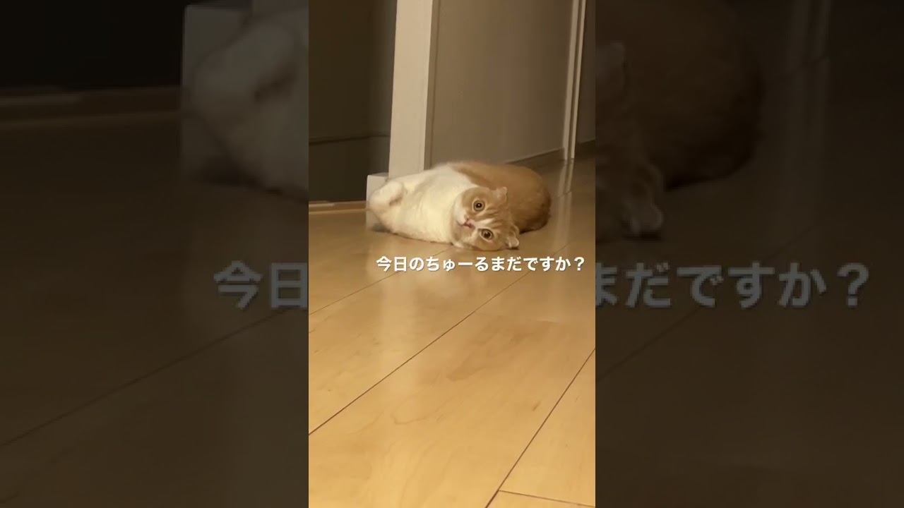 ガン見されてます#猫動画 #スコティッシュフォールド