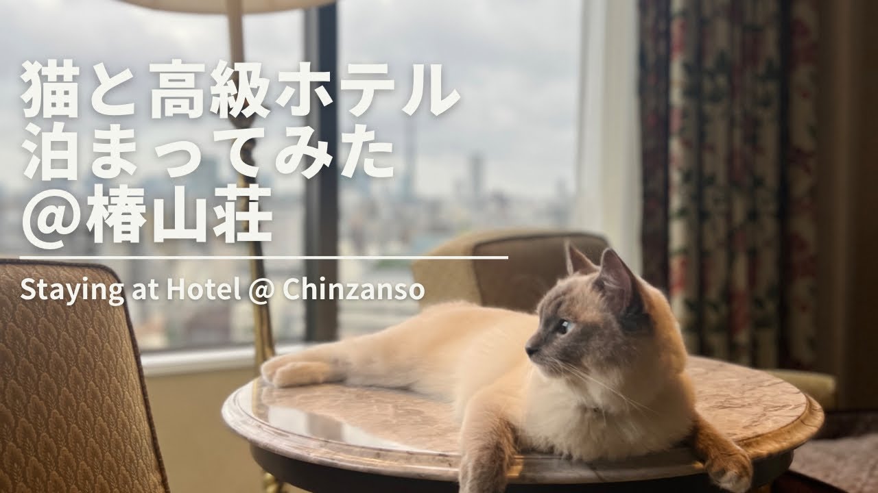高級ホテルにラグドール猫と泊まってみた@椿山荘 / Staying at Hotel Chinzanso with Ragdoll Cat