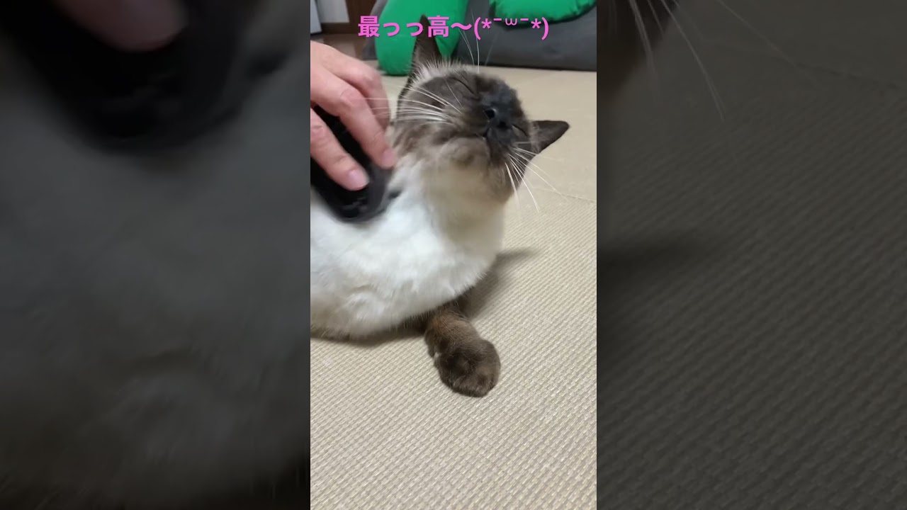 【シャム猫】あ〜、そこそこ。気持ちイイ〜！極楽を味わうシャム猫がこちら…。