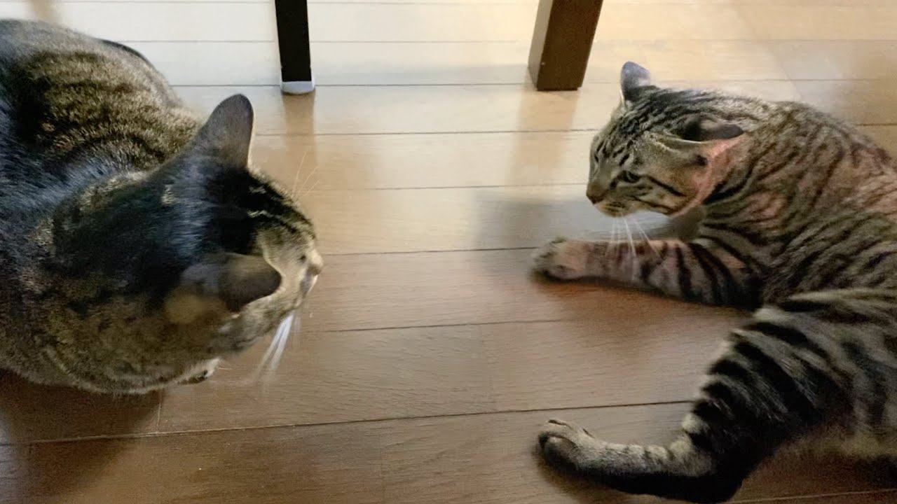 【閲覧注意】先住凶暴猫と新入り凶暴子猫が喧嘩して最悪の結末に...
