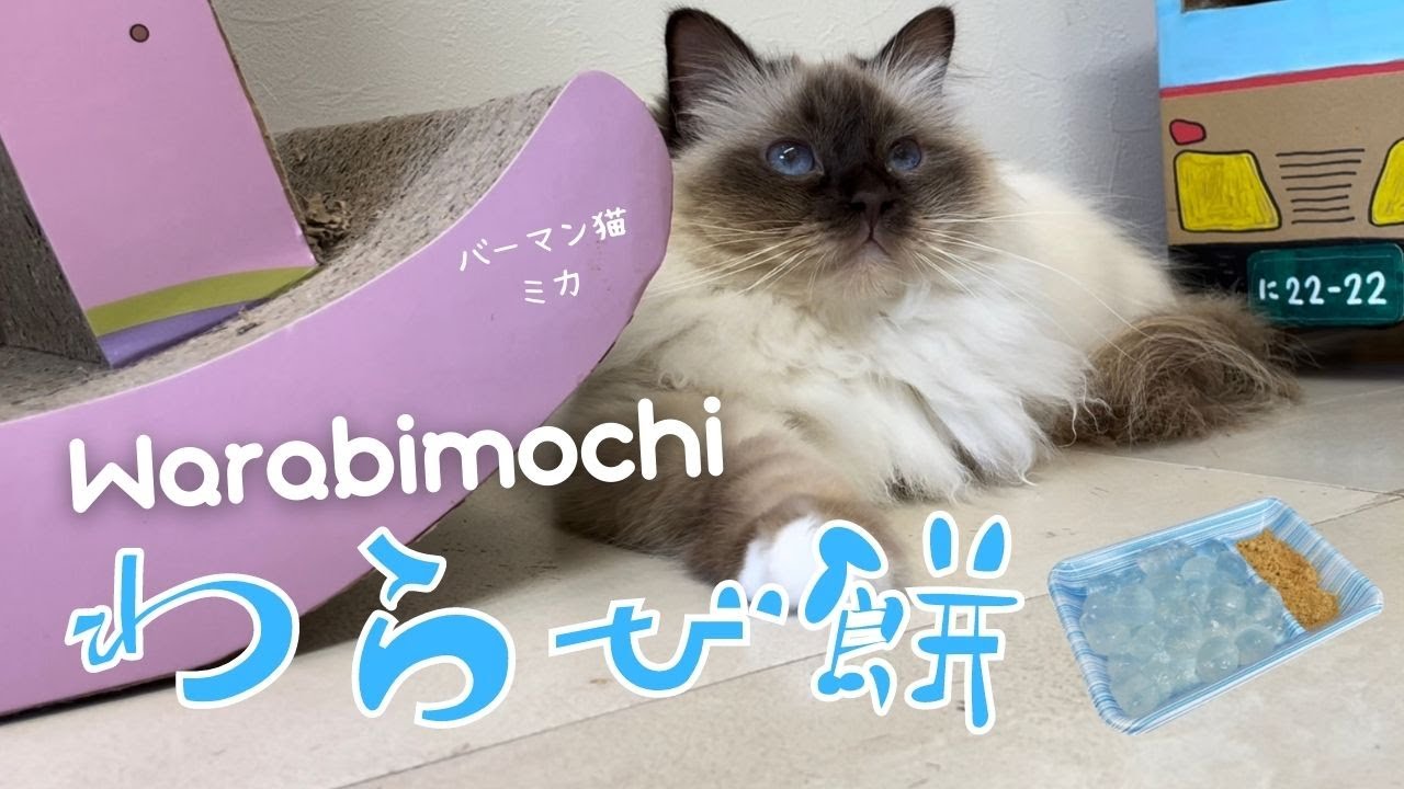 美味しい季節になったニャ【わらび餅】Warabimochi （バーマン猫）Birman/Cat