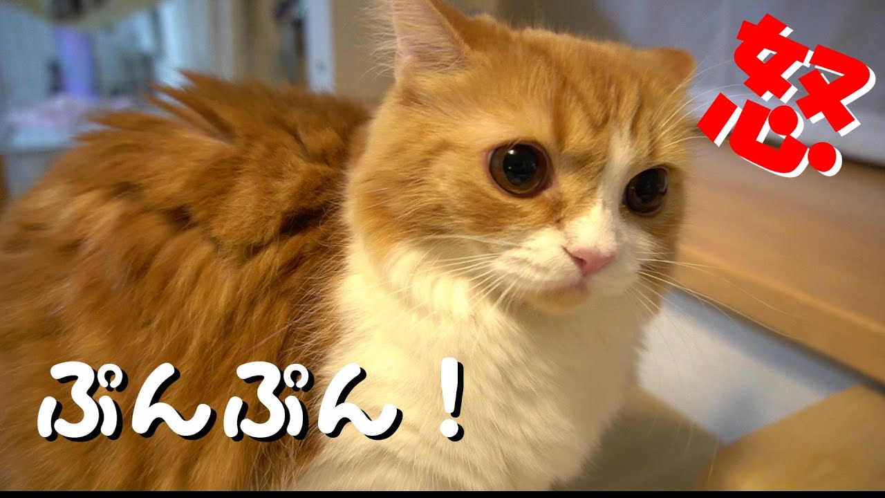 めっちゃ怒る猫【スコティッシュフォールド】