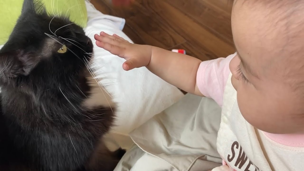 撫でてほしくてついてくる猫　ラガマフィンと赤ちゃんA cat that follows you wanting to be stroked. Ragamuffin.