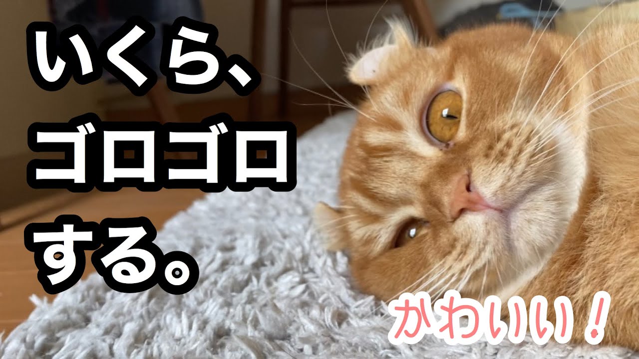 今日のゴロゴロ【アメリカンカール】