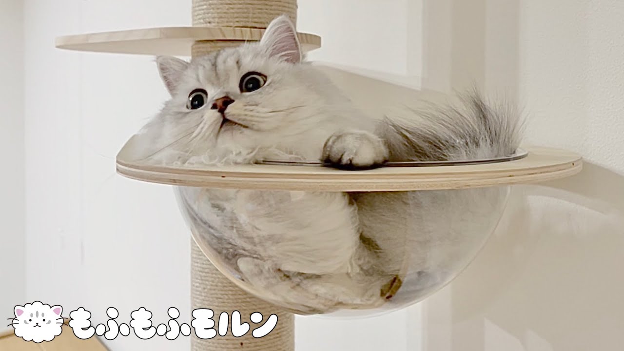子猫と爪研ぎキャットタワーのその後【サイベリアン】