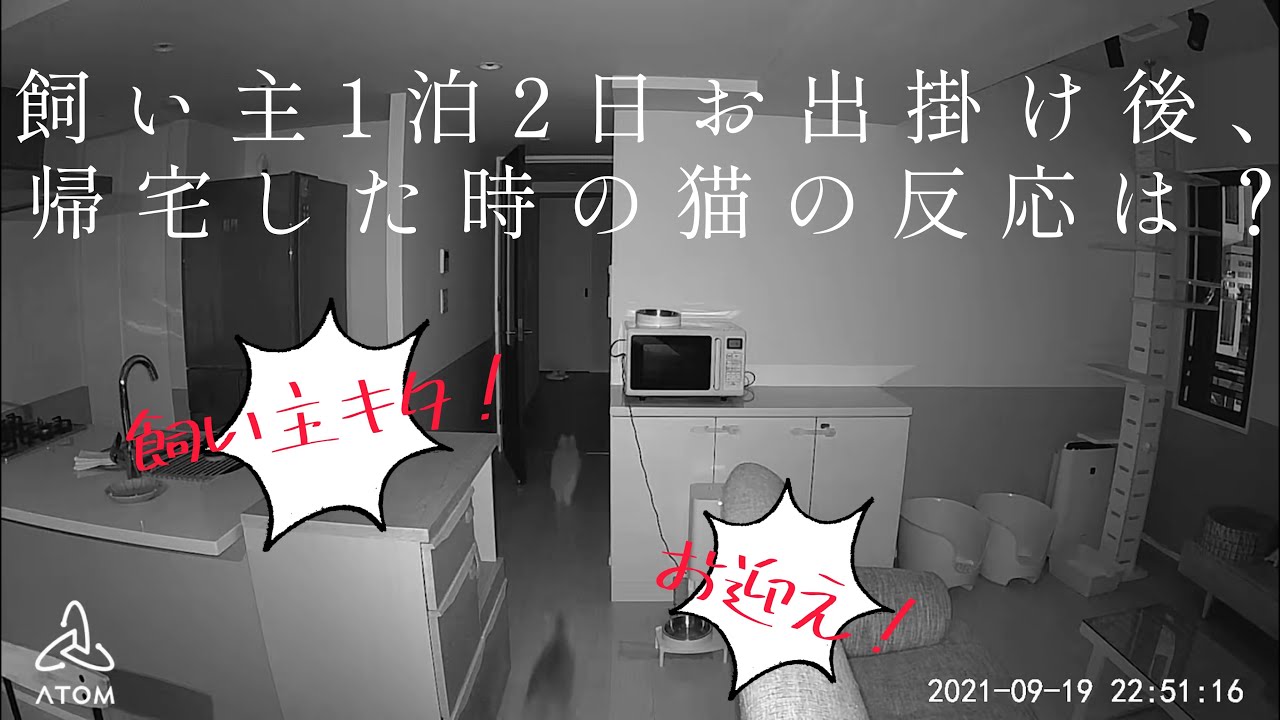 【アメリカンカール・ソマリ】猫姉妹お留守番1泊2日！飼い主が帰ってきた時の反応はこちらです、、、！