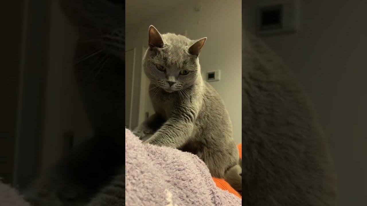 【シャルトリュー】ふみふみする猫の様子【Chartreux cat】