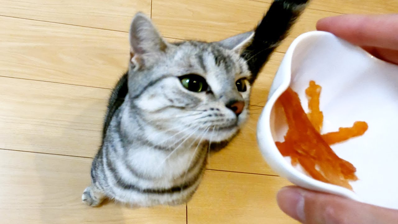 初めてのおやつを美味しそうに食べる猫【アメリカンショートヘアー】