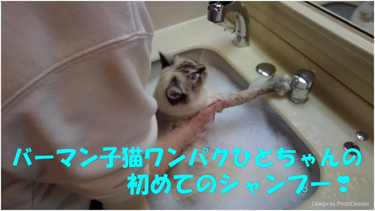 バーマン子猫　ワンパクひとちゃんの初めてのシャンプー♡