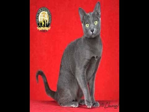 korat cat rescue