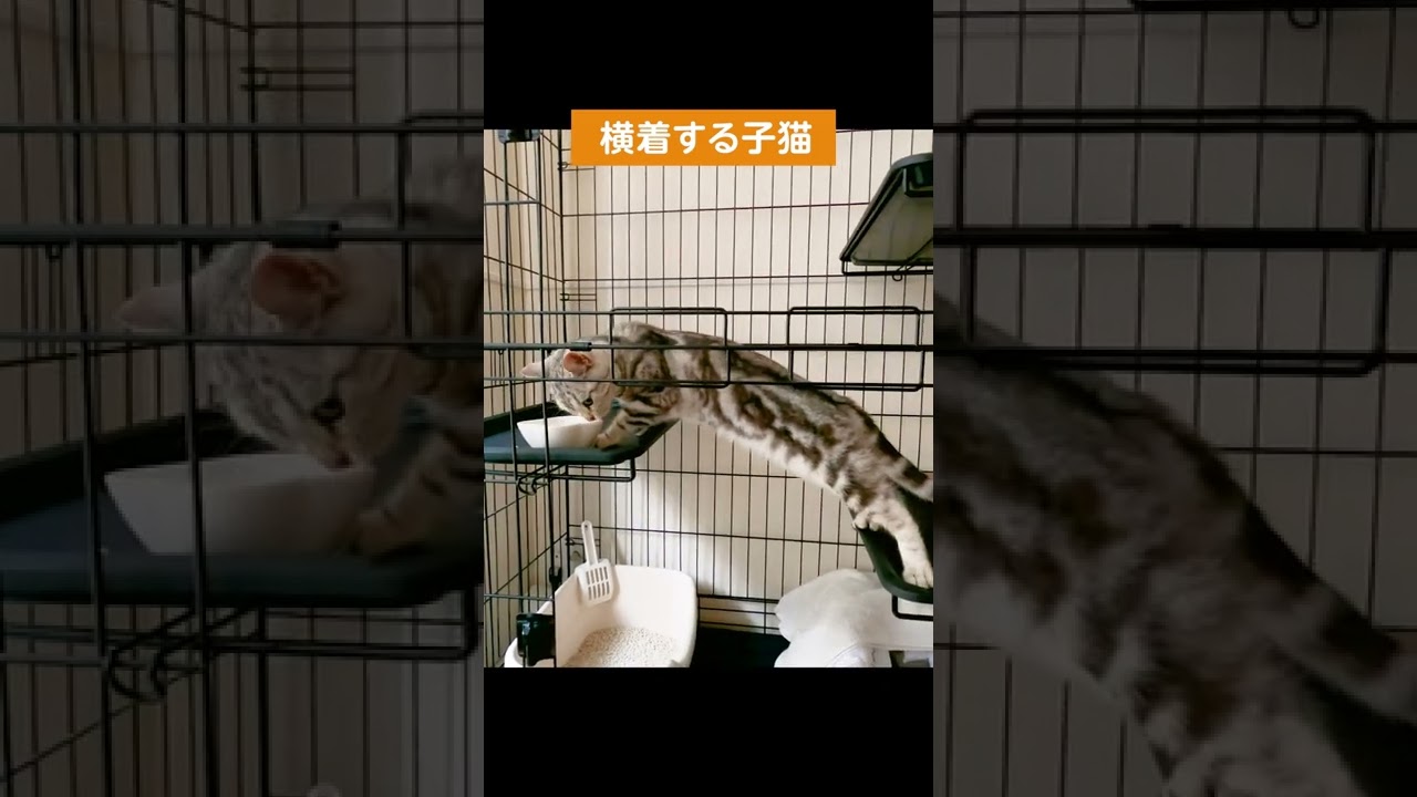 横着してご飯を食べる子猫  #shorts #猫のいる暮らし #ねこ