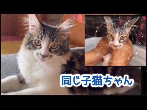 【メインクーン】そうだ、お風呂に入ろう