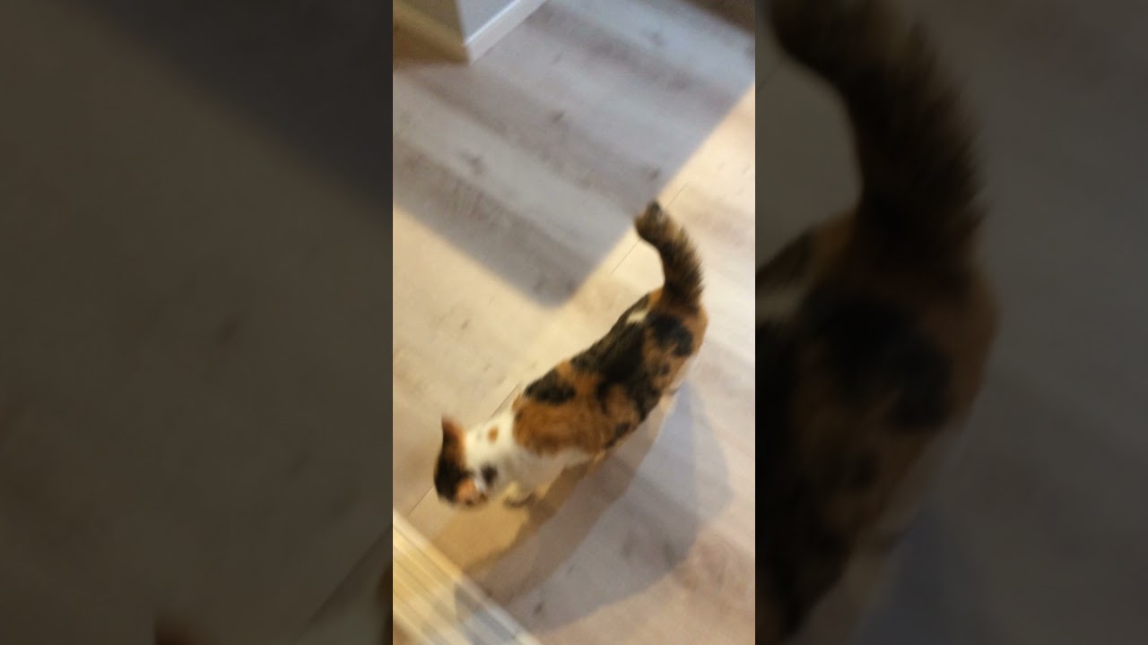 #29　置物なソマリ と 隠れ家を探すミケ