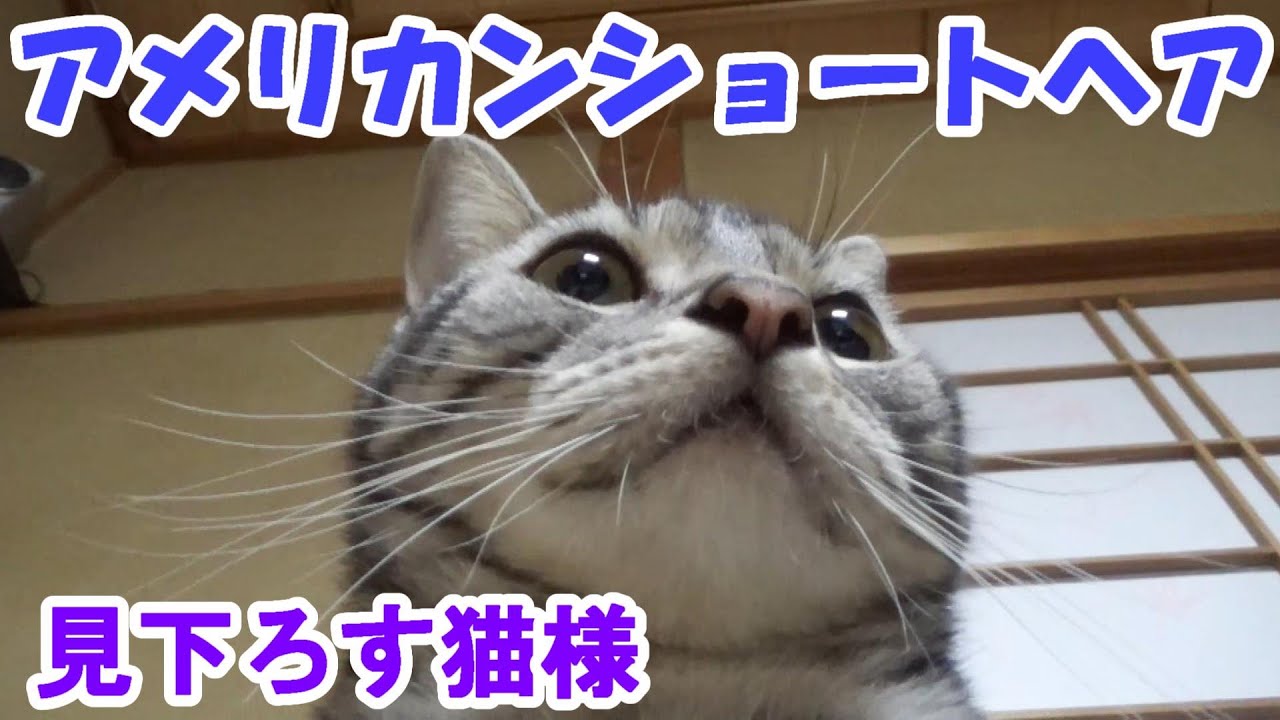 猫様、高みの見物　（アメリカンショートヘア）