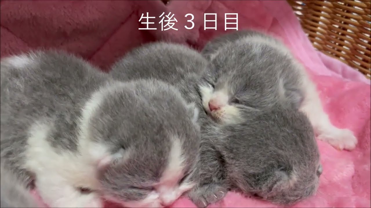 ２０２２年４月２４日生まれ　ブリティッシュショートヘアーキトン