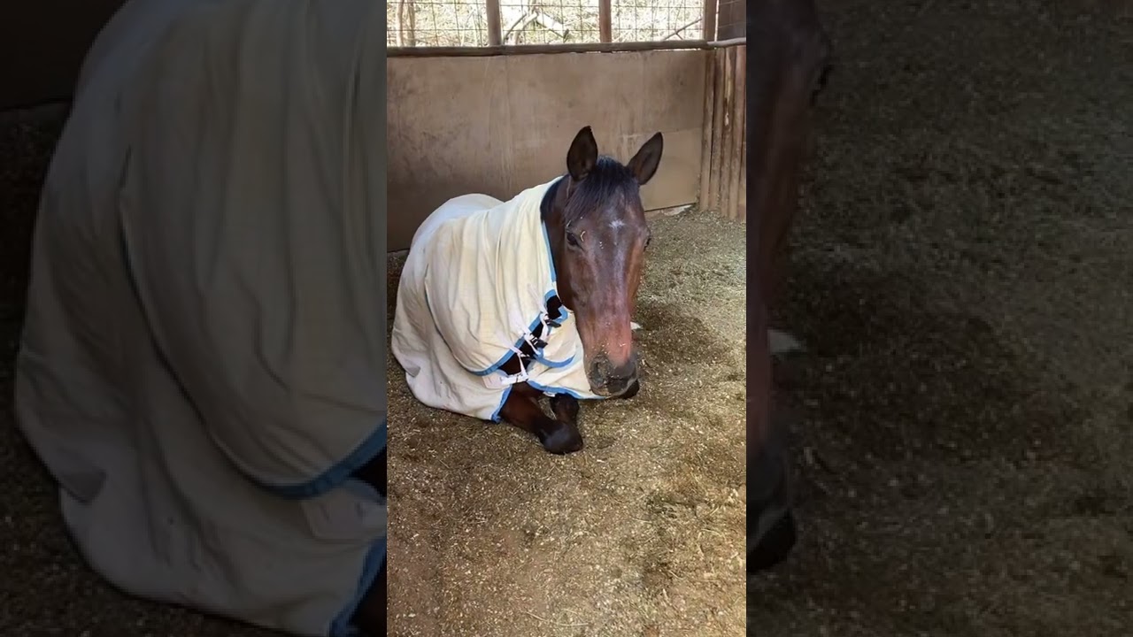 寝てるマロちゃんが可愛くて起こせない😂😂