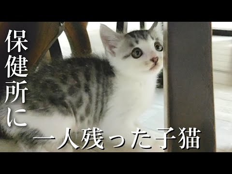 【保護猫】保健所でひとりぼっちになった子猫をお迎えしたところ初日から探索に夢中です